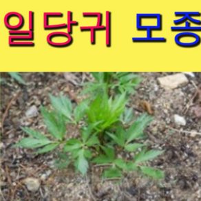 (소망)일당귀모종(2년차 뿌리 종근 15개)ca, 15개