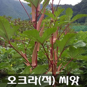 [해피플라워] 식이섬유가 풍부한 건강 채소 적오크라 씨앗 300립 / 봄 여름 파종 웰빙푸드 종자