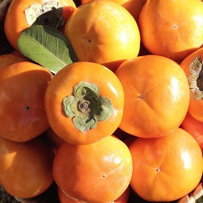[청년농부] 진영단감 고당도 최상품 5kg 10kg, 5kg중과 (30과 내외), 1개