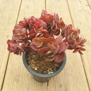 [수암다육] 빅레드 철화 랜덤발송 Echeveria 'Big Red' f. cristata 랜덤발송 다육 다육이 다육식물 381