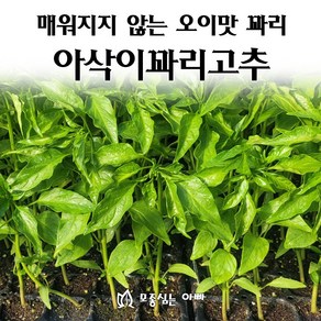 [모종심는아빠] 매워지지 않는 오이맛 꽈리 아삭이꽈리 고추 모종, 모종3개, 1개