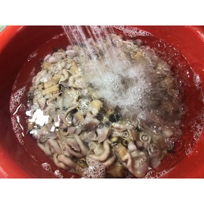 [남해홍합] 손질완료 개조개살, 1개, 250g