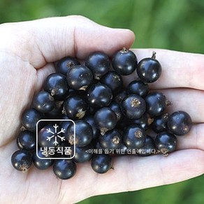 민트팬트리 프랑스산 냉동 블랙커런트 열매 500g 영양만점 블랙푸드, 1개