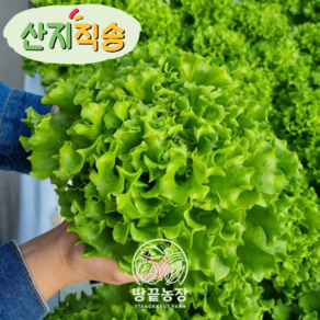 [땅끝농장] 산지직송 무농약 GAP인증 유러피안 샐러드 유럽샐러드 쌈채소 3~4종, 1개, 1kg