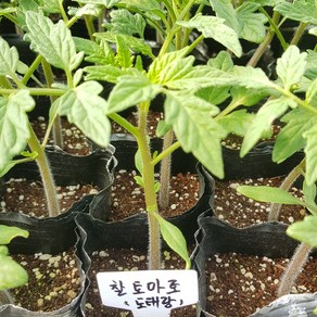 [모종모종]찰 토마토 모종(토태랑 토마토)(아기주먹만한 겉이 단단한 토마토), 1개