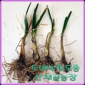 화천산약초 두메부추 모종 / 뿌리종근 1촉당400원