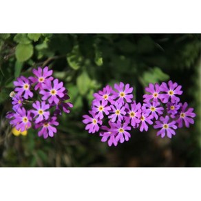 [평창][5포트]설앵초(행운의 열쇠), 5개