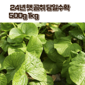 경북 고령 생 곰취나물 24년 햇 곰취 당일수확 500g 1kg, 1개