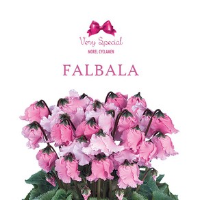 시클라멘 팔발라(종자 꽃씨앗 / 10립)cyclamen falbala, 1개