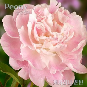 작약 숙근(2~3촉) 입고 금강원예, Pink-캐서리나 폰틴, 1개