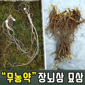 장뇌삼 3년근모종 장뇌삼 묘삼 삼모종 산삼 인삼 모종 부직포화분 /정직한사람들, 1개