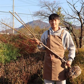 (신품종) 자두+살구나무 묘목 3년생 결실주 플럼코트 티파니 심포니 하모니