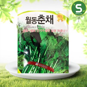 솔림텃밭몰 춘채씨앗 20g 월동춘채 배추씨앗 쌈채소