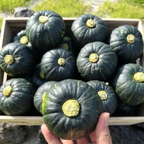 [제철365] 산지직송 제주 못난이 단호박 보우짱, 4.5kg [특품], 1개