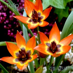 미니 튤립(Mini Tulip-원종) 추식 구근 리틀뷰티(1set-5구) 금강원예, 1세트