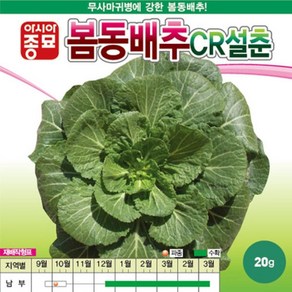 A-CR설춘-봄동배추 20g 채소 종자, 1개