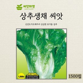 아시아종묘 생채 상추 씨앗 1500립, 1개