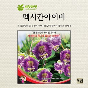 세계종묘 멕시칸아이비 씨앗 5립, 1개