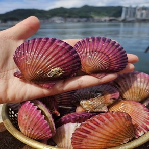 자체 세척하여 표면이 깨끗한 산지직송 제철 홍가리비 비단가리비, 1개, 10kg(300미 내외)