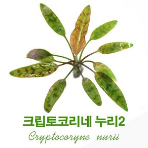 크립토코리네 누리2(1촉)