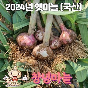 24년 국산 창녕 햇마늘 직접재배 대서마늘 저장 장아찌 통마늘 상 중 하 5kg, 하5kg, 1개