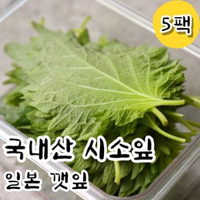 신선한 생 시소잎 일본깻잎 5팩 시소 차조기 차즈기 자소엽 소엽 잎 회깻잎 일식 식당 업소용 가정용 재료 스시 아오시소 잎채소, 5개