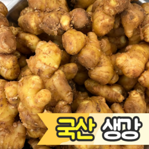 [국내산/국산] 서산 햇 생강 국산생강 1kg 특품 1키로 토종 흙생강 ginger 해미 생강청 생강주 건생강 생강술 다짐 생강채 영주 생강즙 봉동 세척