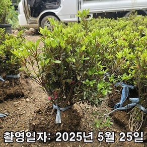 착한가격 나무생각 / 영산홍(석암) / 30cm / 5주, 석암, 1세트