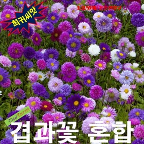 (희귀씨앗) 겹과꽃 Ostich Feathe 혼합 10립