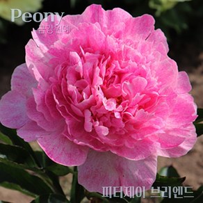 작약(Peony) 숙근 입고 피터제이 브리엔드(2~3촉) 금강원예, 1개