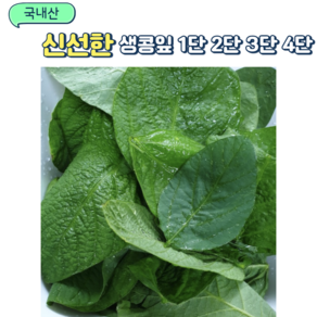 국내산 신선한 생콩잎 1단 2단 3단 4단 / 국내산생콩잎 콩잎 국산생콩잎, 180g, 1개, 180g