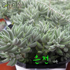 허브여울다육 은전(은서 /촉많은 여러대) 지름 9cm 소품화분