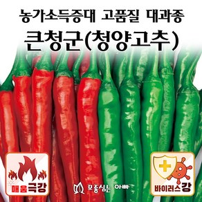 [모종심는아빠] 피피에스 큰청군 청양고추 종자 1200립 500립, 1개