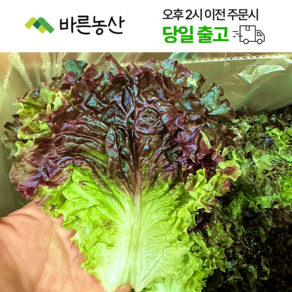 < 바른농산 > 국내산 꽃상추 꽃적상추 쌈채소 (2kg)