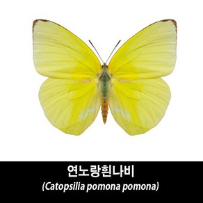 연노랑흰나비표본-Catopsilia pomona pomona