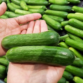 엄지척농산물] 국내산 미니오이, 4kg, 1박스