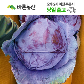 < 바른농산 > 국내산 적양배추 적채 자색양배추, 1개, 3통