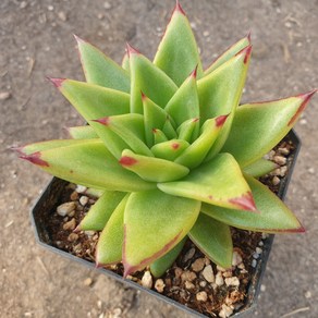 [수암다육] 복덩이 랜덤발송 Echeveia agavoides sp. 랜덤발송 다육 다육이 다육식물 171, 1개