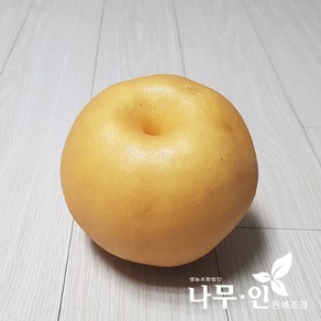 [나무인] 배나무묘목 2개 신고품종