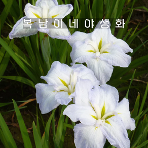 아이리스 엔사타 화이트 레이디스 [1포트 복남이네야생화 모종 iis ensata], 1개