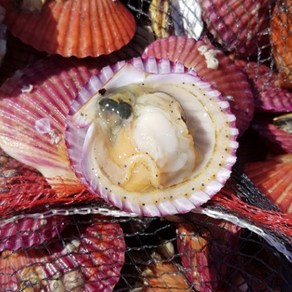 산지직송 국산 통영 활 가리비 홍가리비 조개 구이 찜 캠핑 요리 1kg 2kg 3kg 4kg 5kg, 1개, 1kg (23~30미)