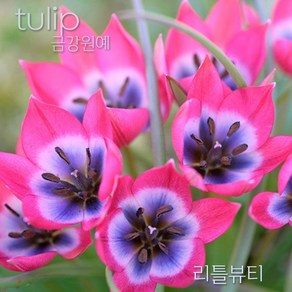 미니 튤립(Mini Tulip-원종) 추식 구근 입고 금강원예, 리틀뷰티(1set-5구), 1개