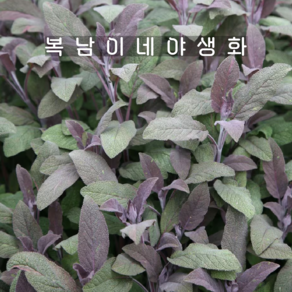 퍼플 세이지 [1개 복남이네야생화 모종 푸르푸라센스 sage pupuascens], 1개