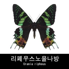 나비표본 리페우스노을나방 Uania ipheus 80mm+-