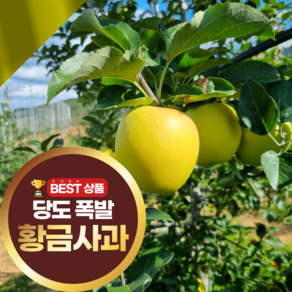 [당도 상위1%] 경북 햇 시나노 골드 사과 황금사과 가정용 산지직송, 1세트, 1kg(소과)