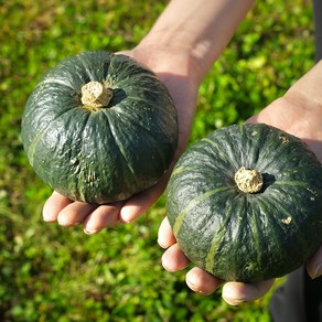 고당도 제주 미니 밤호박 보우짱 프미리엄 미니호박, 1박스, 미니밤호박 1kg