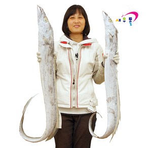 새우몰 왕갈치 3.2kg (800g x 4팩) 선상동결 절단갈치