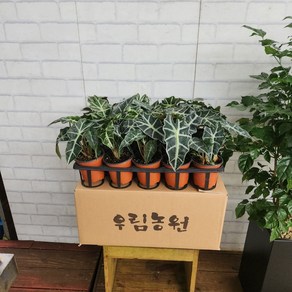 2개발송 묶음발송 식물학박사 거북알로카시아 소품 15~25cm 69, 1개