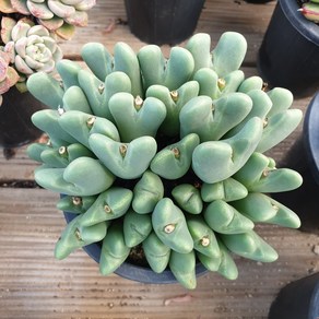 [수암다육] 축전 랜덤발송 Conophytum bilobum 다육 다육이 다육식물 631, 1개