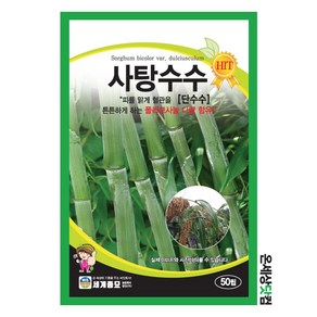 사탕수수 50립 / 단수수 종자 씨앗 텃밭 이색종자, 1개